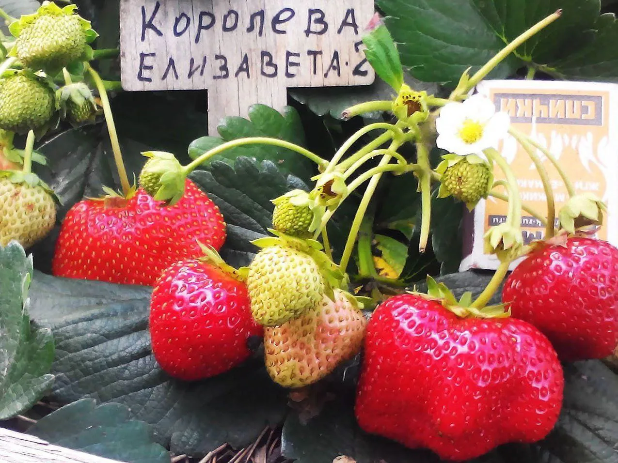 5 лучших сортов ремонтантной клубники