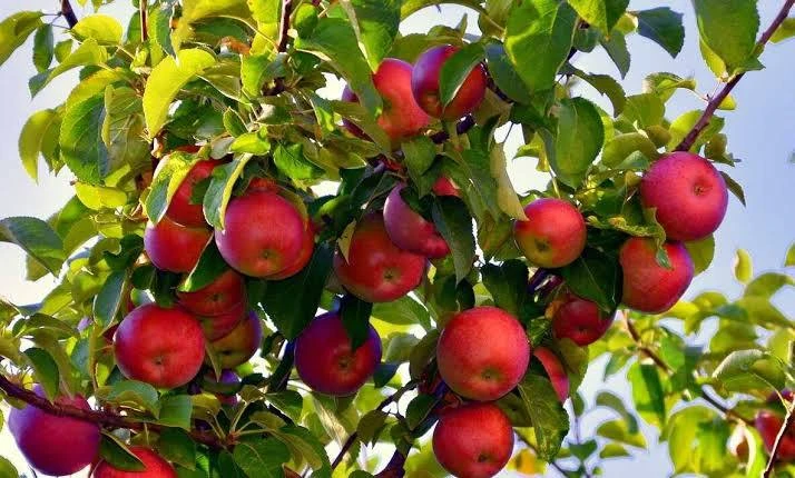 Популярные самоплодные сорта яблонь — находка для садоводов!🌳