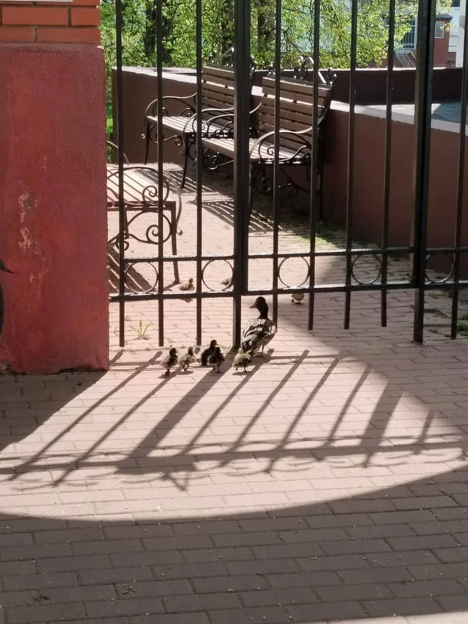 🐥 В Зеленограде утка с утятами не смогла пройти к воде из-за забора    Мама-утка вела малышей к водо