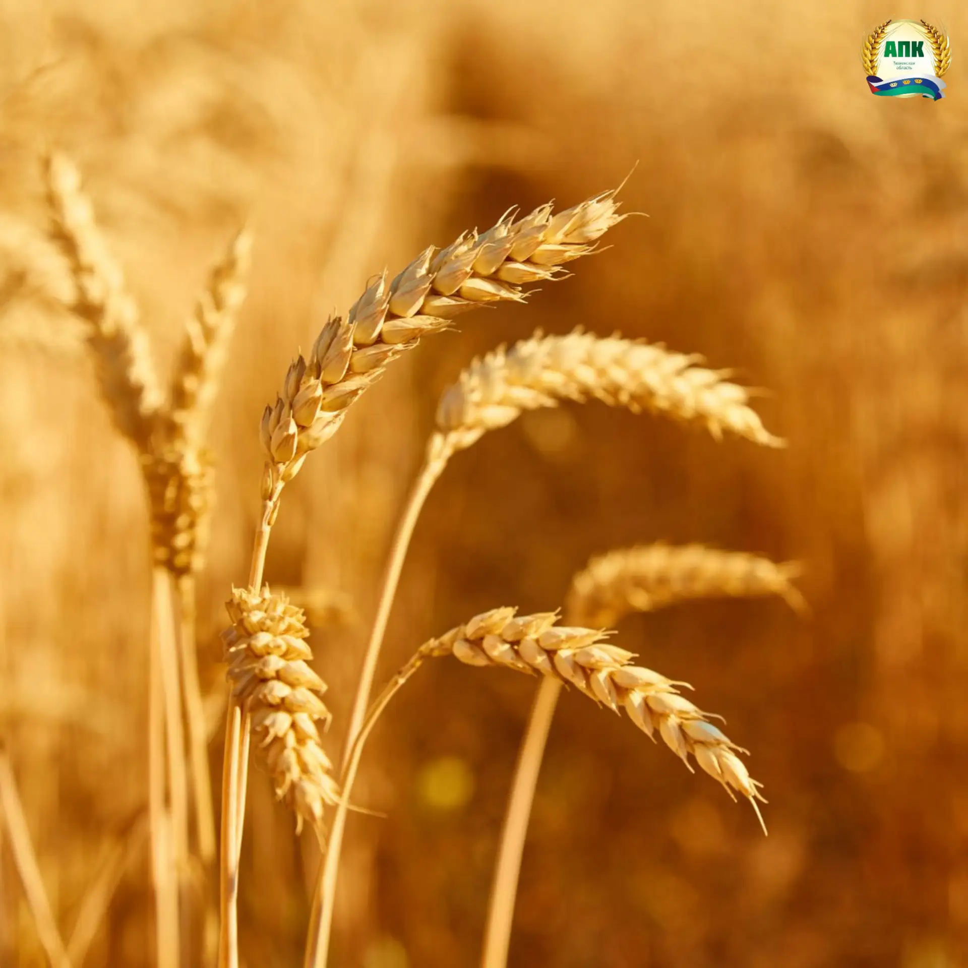 🌾Что такое пшеничный глютен и для чего он используется?
⁣
Пшеничный глютен — это натуральный растит