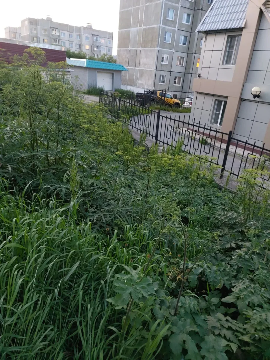 Здравствуйте, в районе социального фонда Пролетарская 40а растёт борщевик, в прошлом го...
