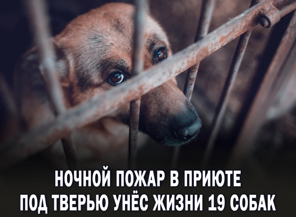 💔В Тверской области произошла ужасная трагедия: в приюте для бездомных животных «Шанс на жизнь» про
