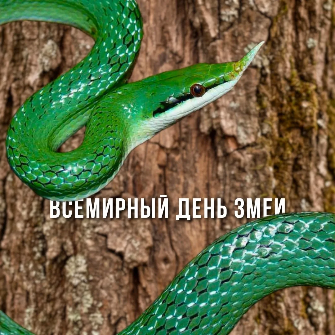 16 июля – Всемирный день 
змеи🐍 И это отличный повод для знакомства с нашим необычным обитателем:) 
