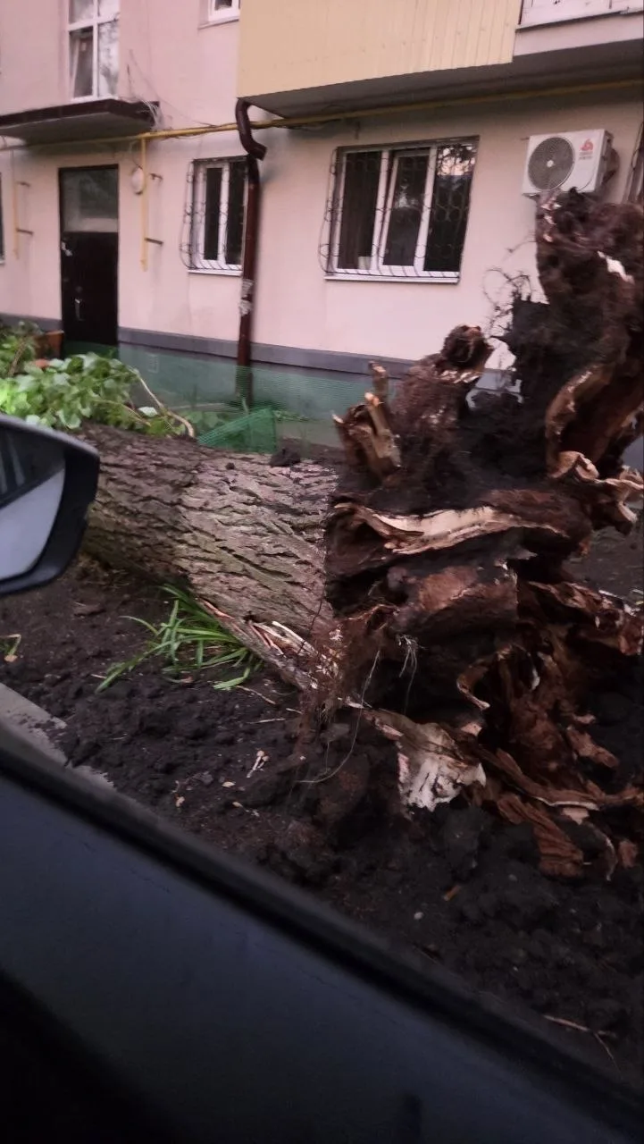 В Мариуполе вчера попадали деревья из-за сильного ветра во время дождя