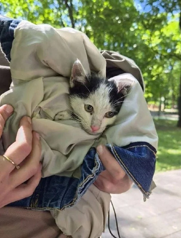 Котёнок застрял на дереве около метро «Семёновская» 😱