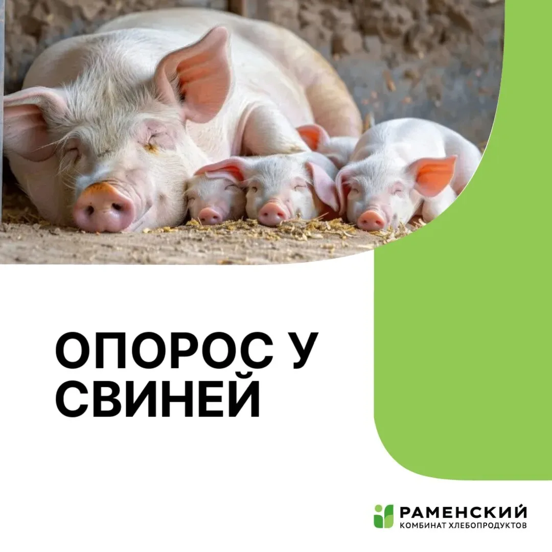 Опоросом называют процесс родов у свиноматки. Его течение и особенности зависят от возр...