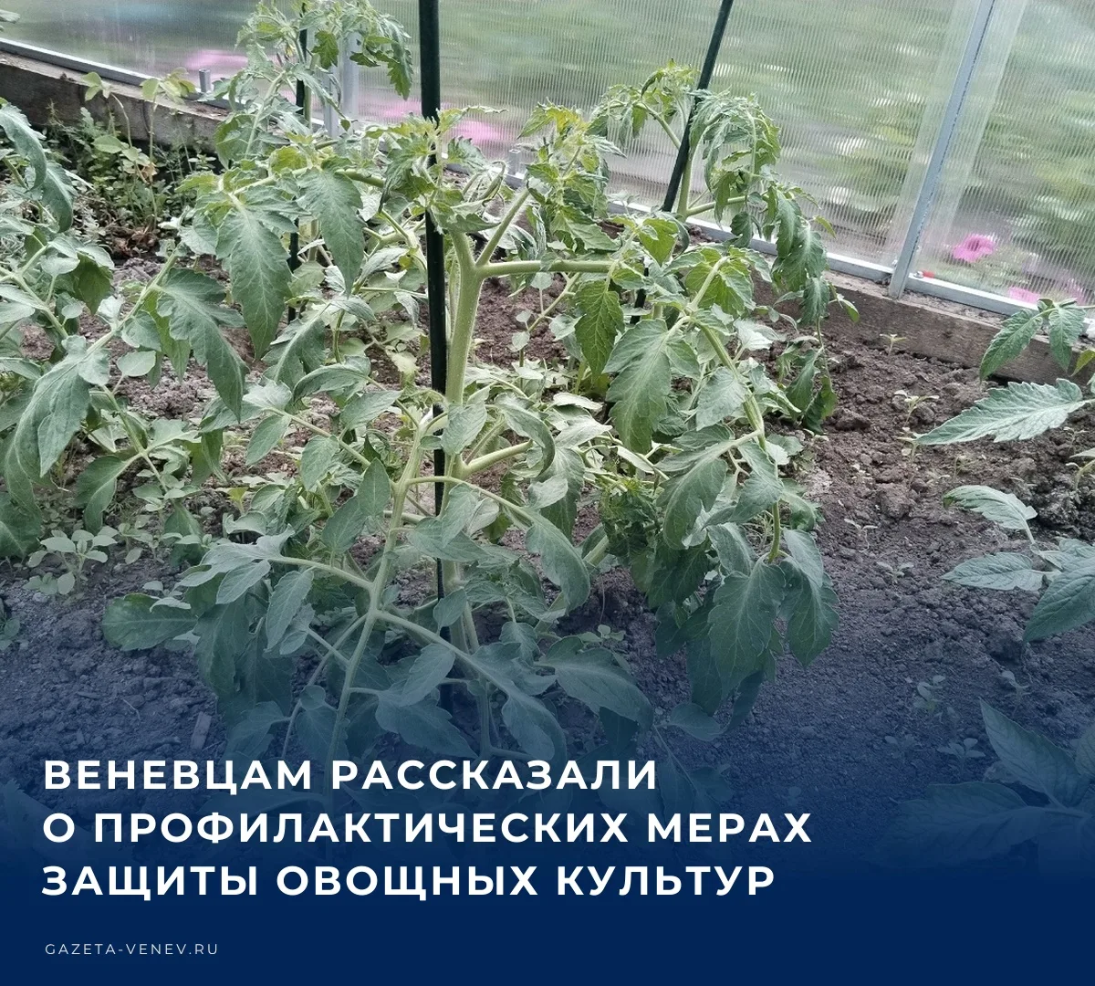 🚜 Специалисты филиала ФГБУ «Россельхозцентр» по Тульской области рассказали про профил...