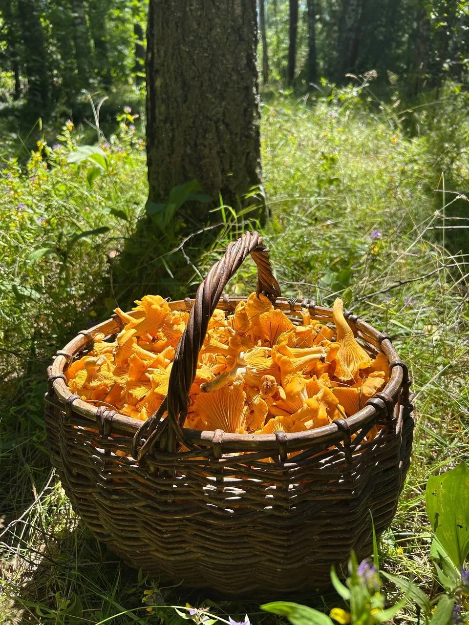 🍓🍄‍🟫Ягодный и грибной бум в лесах Тверской области