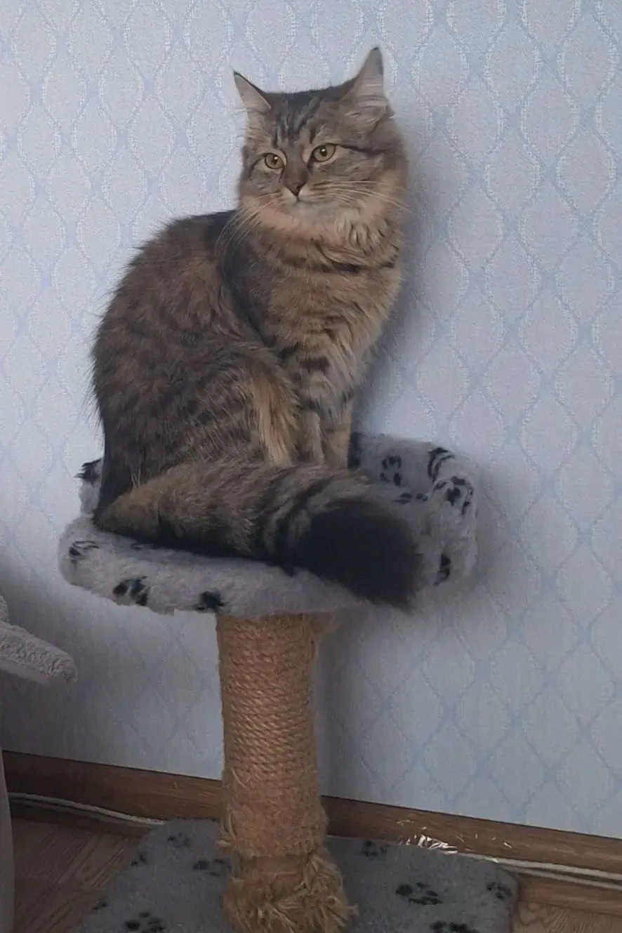 Потерялась кошка, камышовый окрас (Свердловская область, п, Аять)