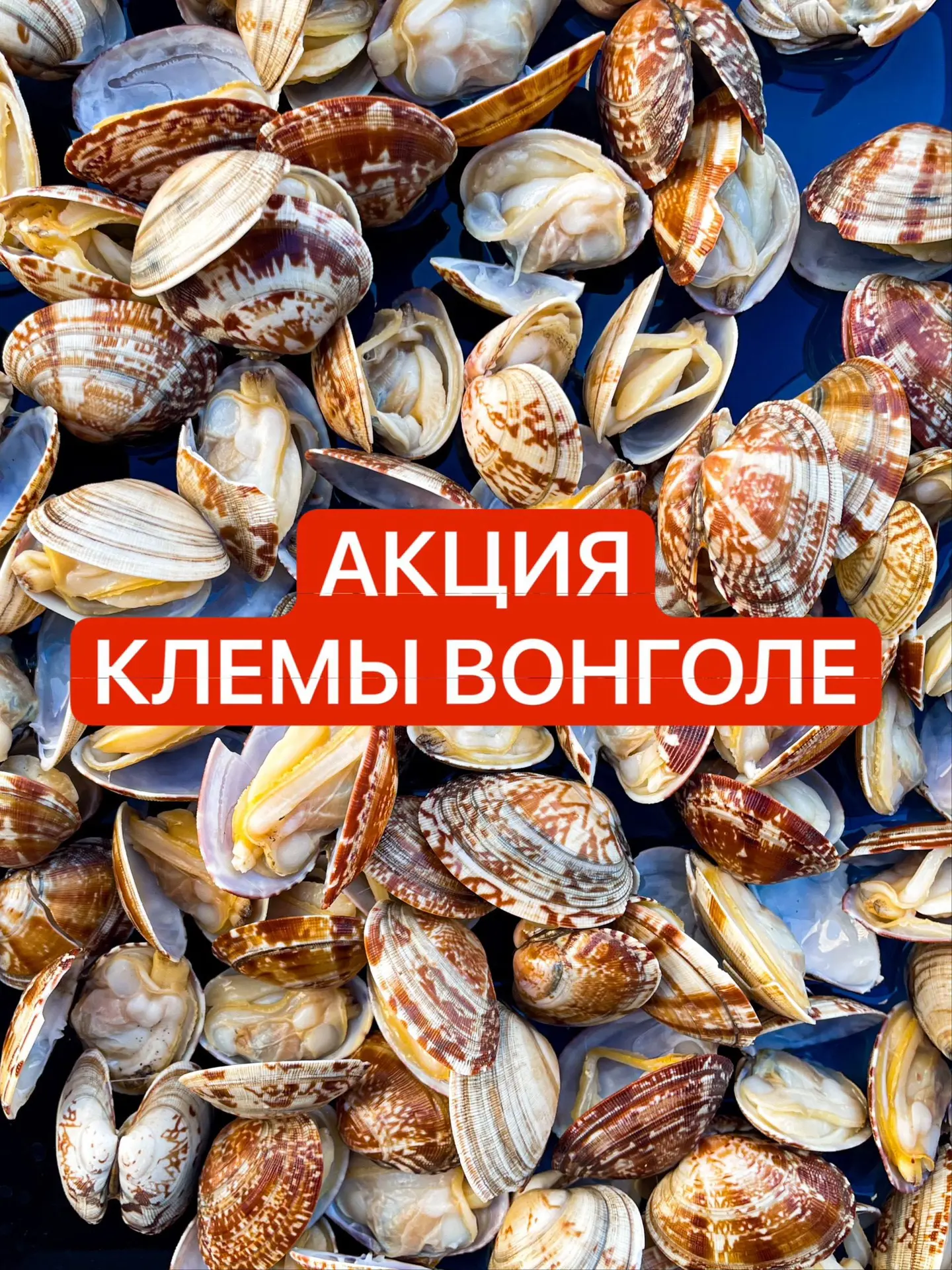 🔥🔥 КЛЕМЫ ВОНГОЛЕ ПО 145 ₽ | АКЦИЯ 🔥🔥
Супер акция на клемы вонголе продолжается - мы знаем как вы