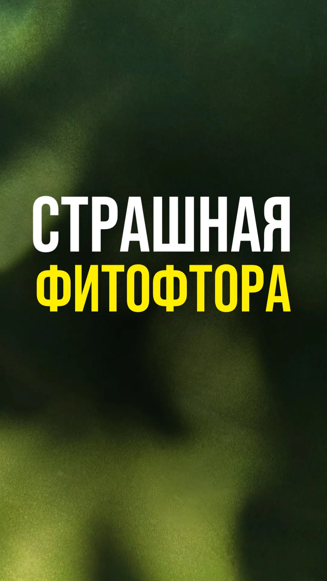 🆘 ФИТОФТОРА НА ПОРОГЕ: СПАСАЕМ УРОЖАЙ ТОМАТОВ!