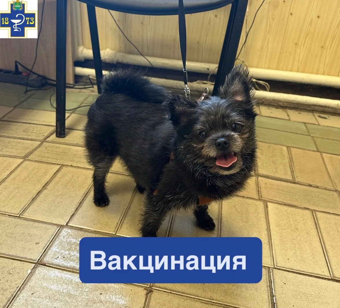 ✅Проведение вакцинации от бешенства у собак-это критически важная процедура, которая за...