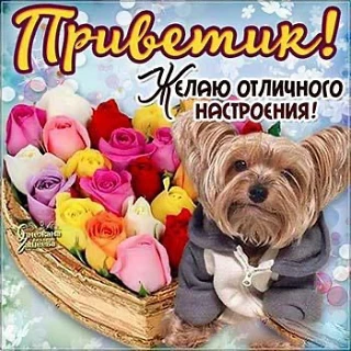 Список качественных каналов в МАКС | Смотреть ❤️