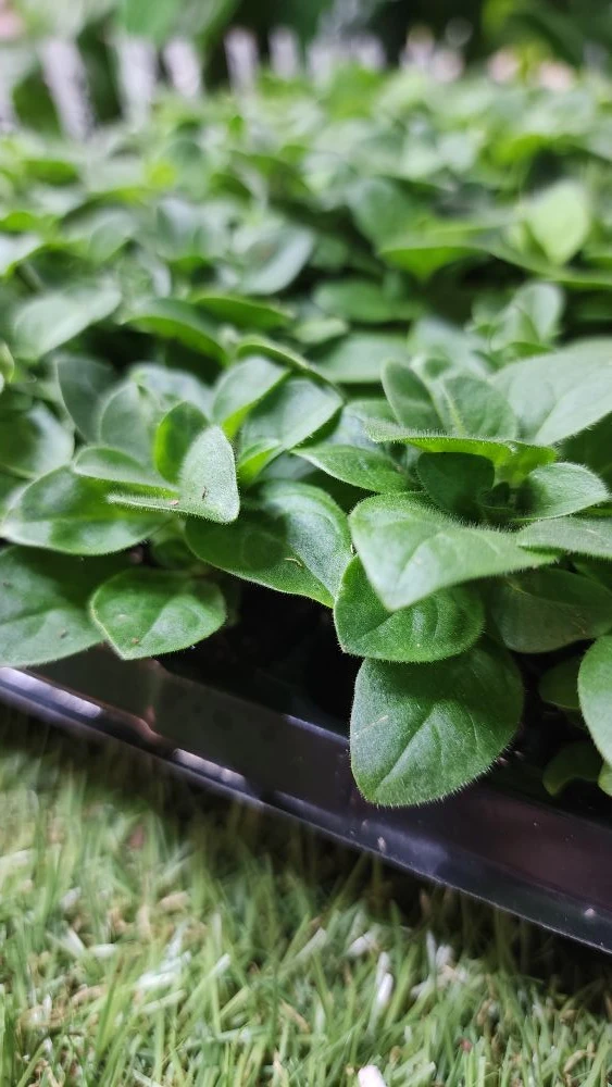 Ещё только начало февраля, а уже столько красоты наросло 😍🌱