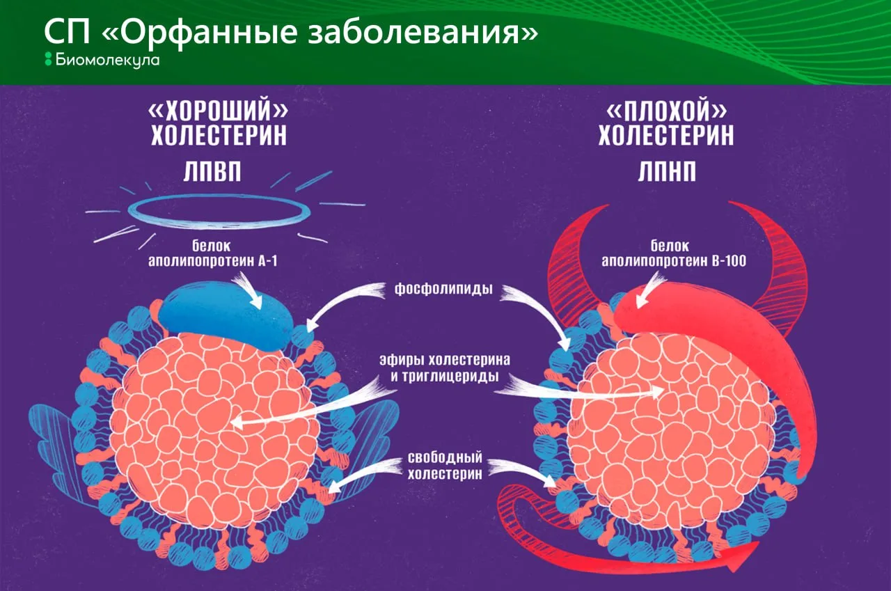 Иногда дефект одного фермента приводит к развитию клинически разных заболеваний! Так пр...