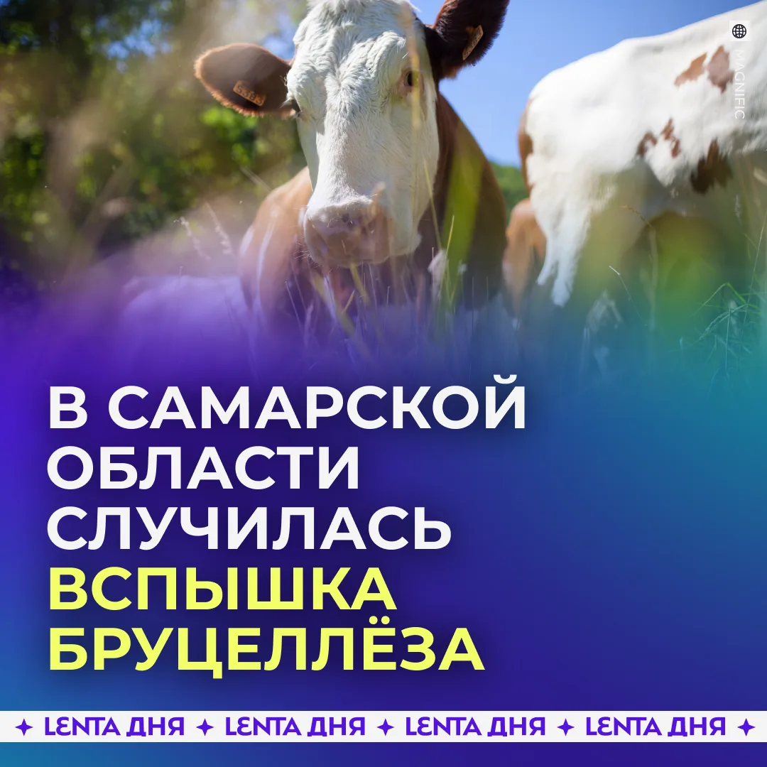 🐄 🚨Карантин ввели из-за вспышки бруцеллёза

Очаг инфекции обнаружили в одном из личных хозяйств Хв