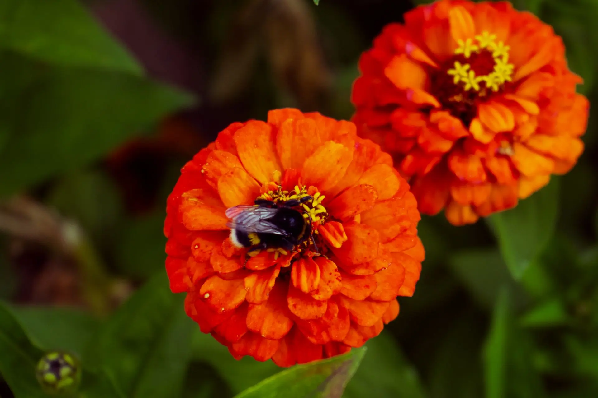 🌼 Последний нектар 🐝