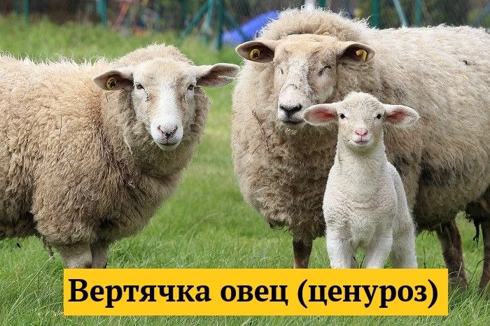 Вертячка овец (ценуроз) — цестодозная болезнь молодняка овец, реже коз и крупного рогат...