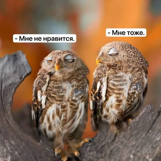 Когда нашел такого же вечно недовольного, как ты сам 😁