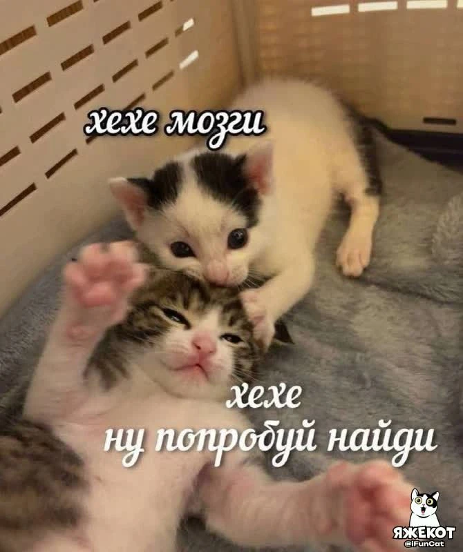 @iFunCat | 🤓  Мы в MAX