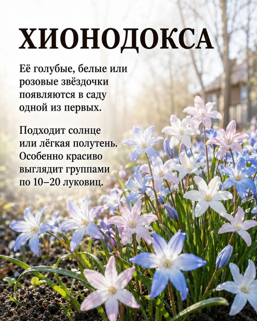 Изображение 4 к публикации «Моя Дача»