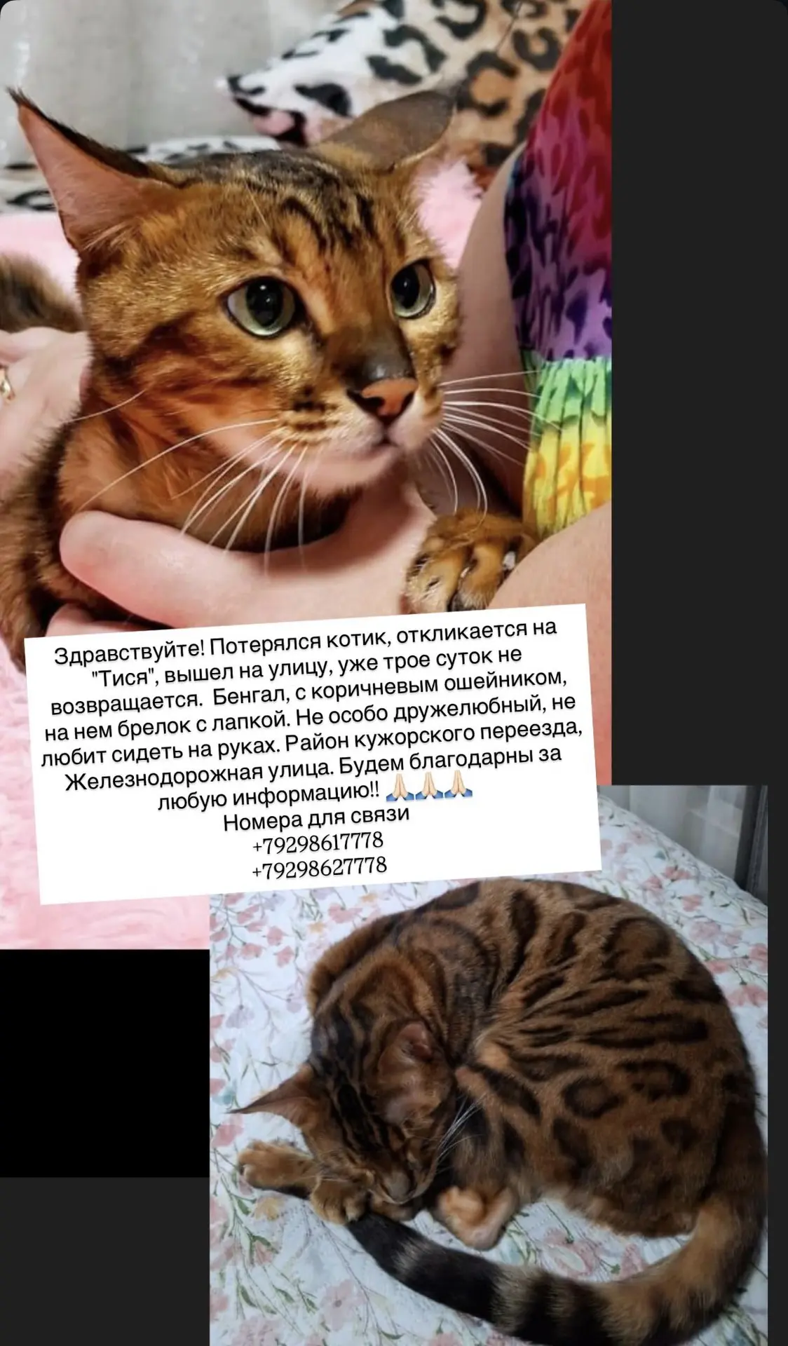 Здравствуйте! Потерялся котик, откликается на "Тися", вышел на улицу, уже трое суток не...