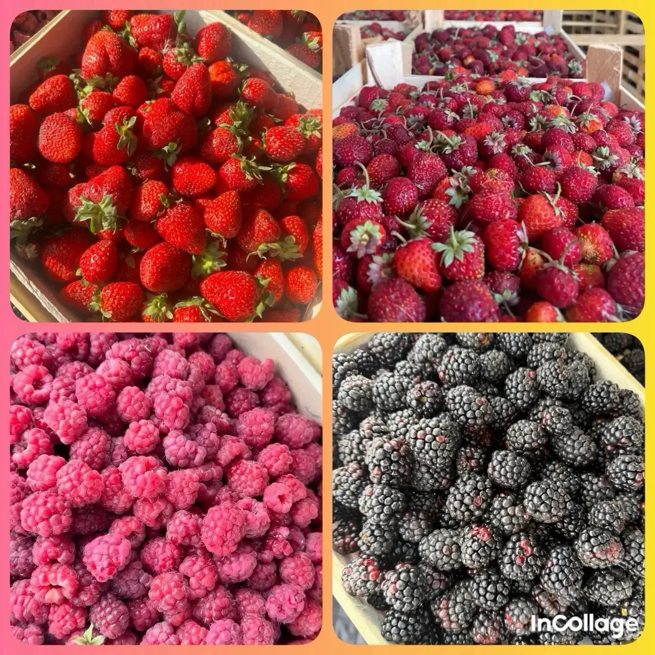 ✅Ягоды из Киргизии 🍓

🚚 Поставка завтра- 05.08
Цена за ящик ~2кг: 

🍓Клубника Клери- крупная ягод