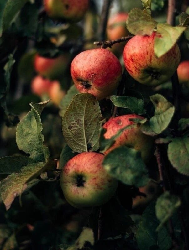 🍏 Лечим яблоню от парши

🔸 Во время фазы "зелёный конус" обработайте яблоню препаратом «Хорус». По
