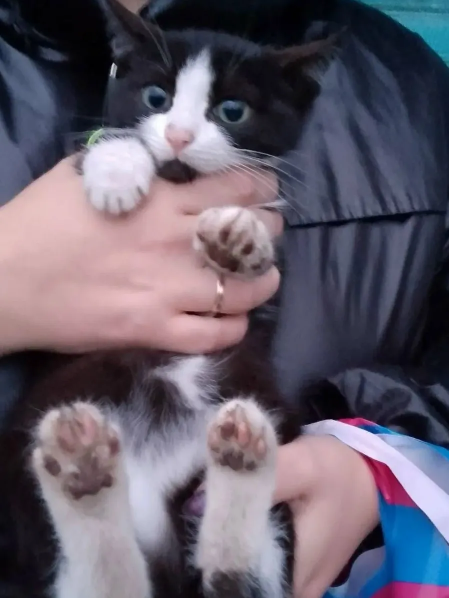 Отдам котят, мальчики.