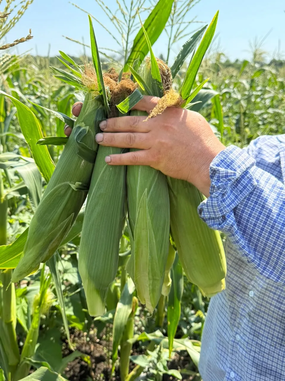 Свежая , сладкая кукуруза каждый день  🌽 30₽ 
Ст. Старовеличковская 
Городская 144а
+7 918 649-55-5