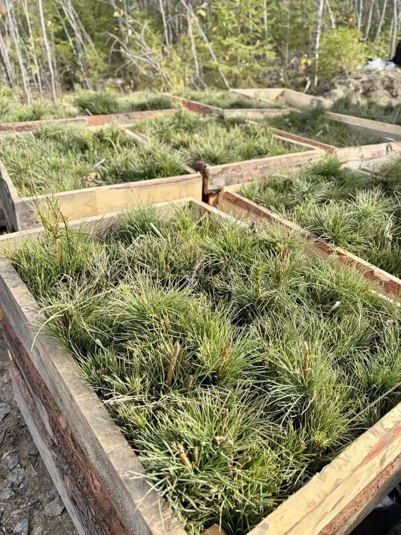 🌳 В Югре высадили 8 тысяч кедров на участке площадью 2 га
