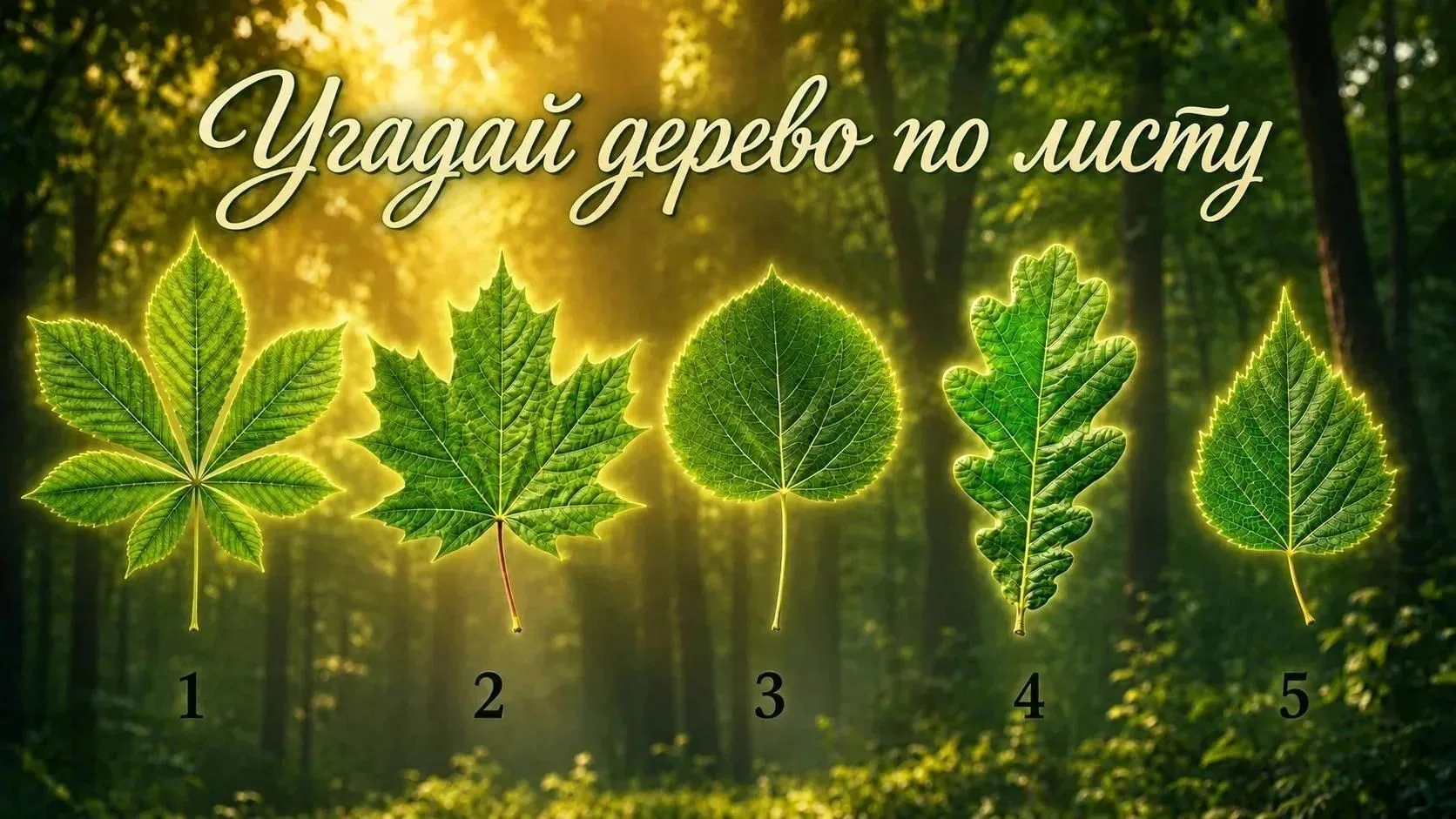 Узнаете деревья по листьям? Тогда проверим скорость