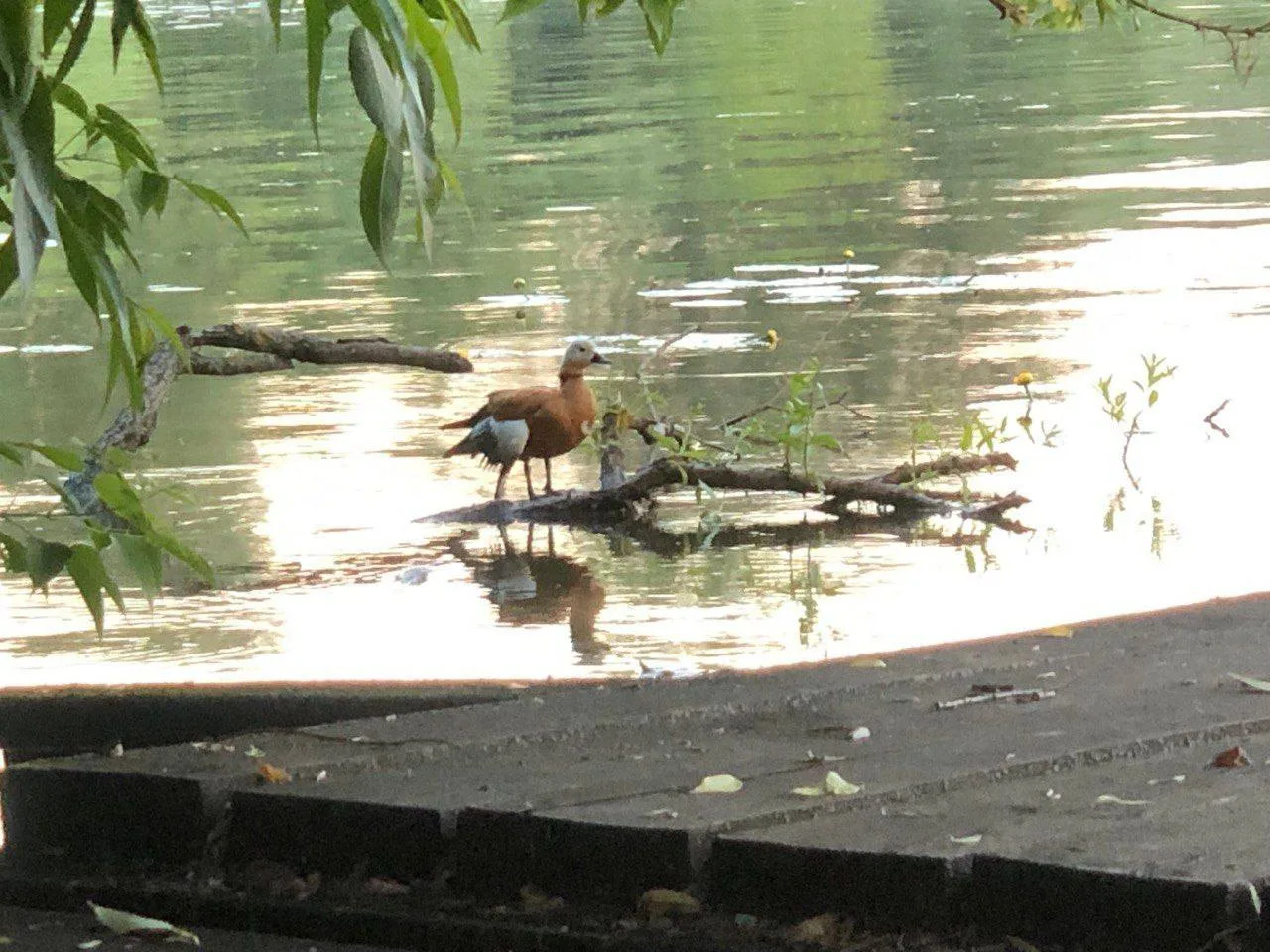 На Островке 🦆 

Оранжевая утка (огарь) повредила крыло и не может летать. Уже две недели плавает и 