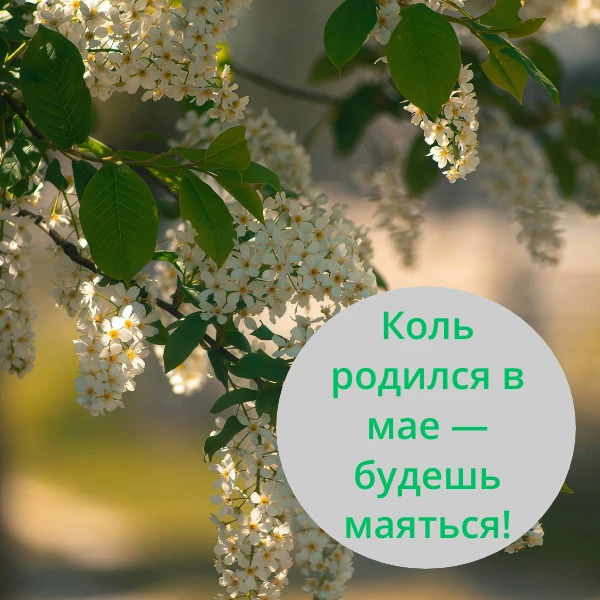 «Родишься в мае — всю жизнь маяться будешь». Слышали такое?