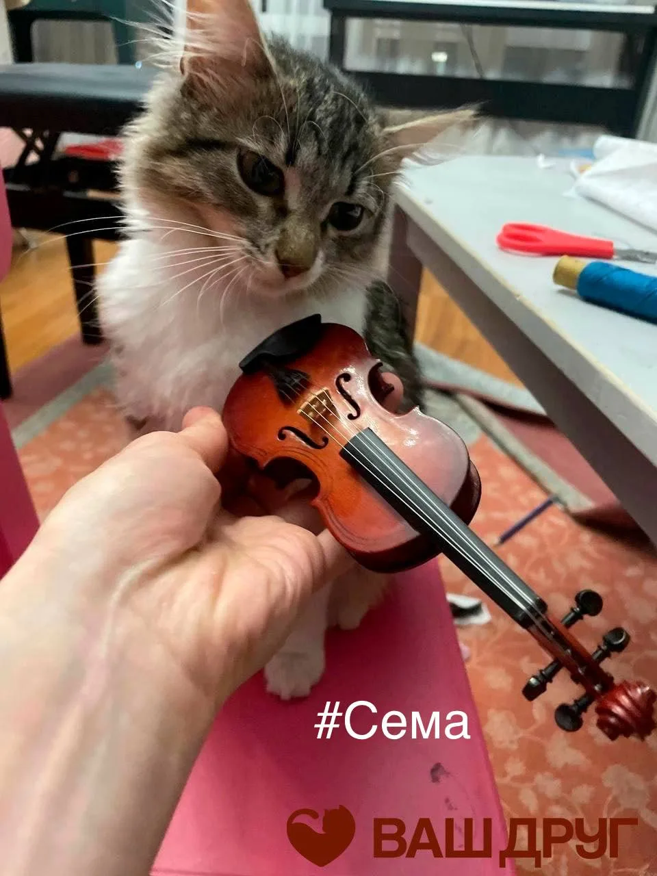 Друзья, мы к вам с приветом из дома!

Сегодня у нас два очень талантливых котика. 🐈🐈

Сема играл н