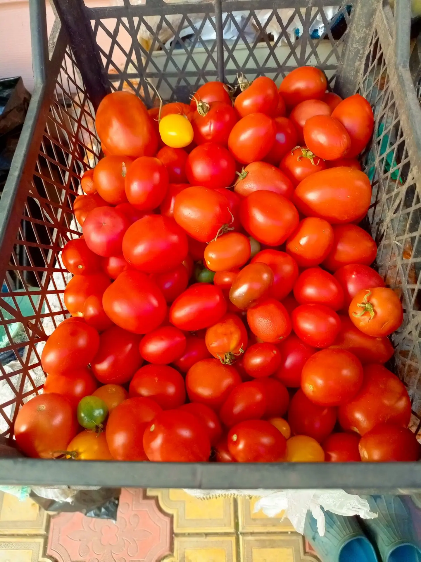 Продам томаты 100 руб кг. Писать 8980 338 8475