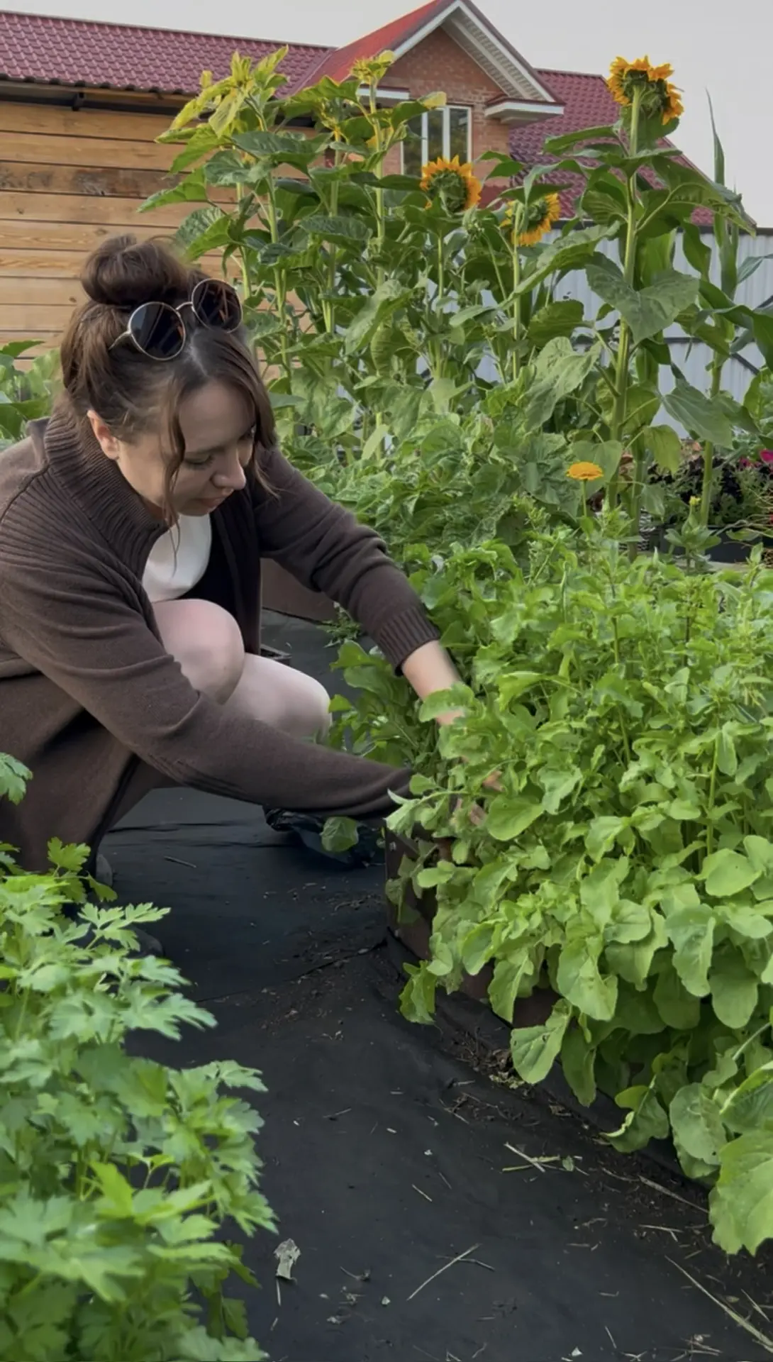 Посадила зелень в теплице🥬 Солнышко начинает пригревать и совсем скоро мы будем делать витаминные са