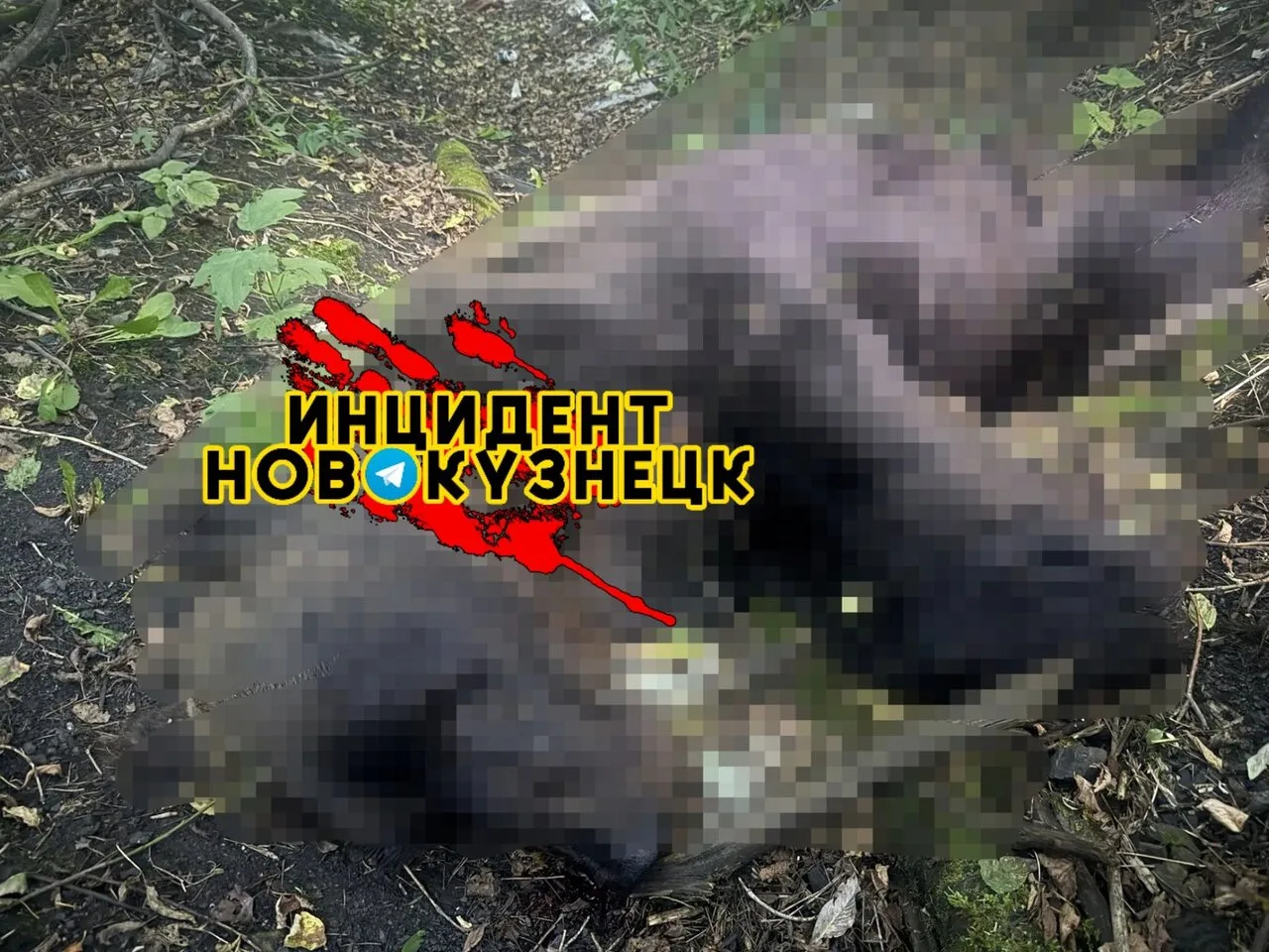 🐻 Подписчик поделился фотографией убитого медведя.