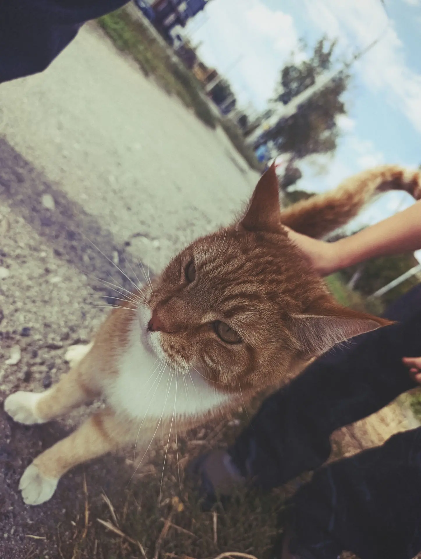 Когда нибудь у нас будет кот 🐱, сенбернар, алабай и хомяк🤣💫🐕🦦