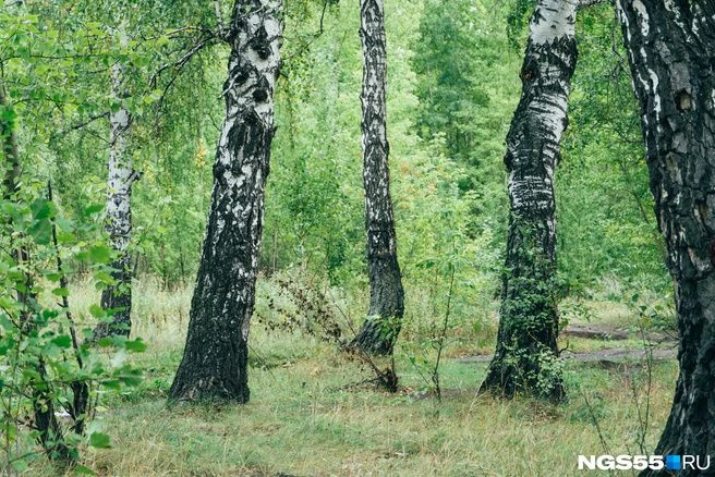 Тело нашли в кювете, подозревают учительницу: что известно об убитом омиче.