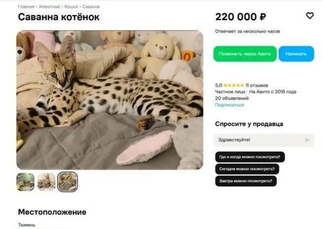 В Тюмени появилось объявление о продаже котёнка за 220 тысяч рублей. 🐱