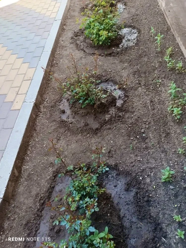 🌷😍Двор становится садом мечты!