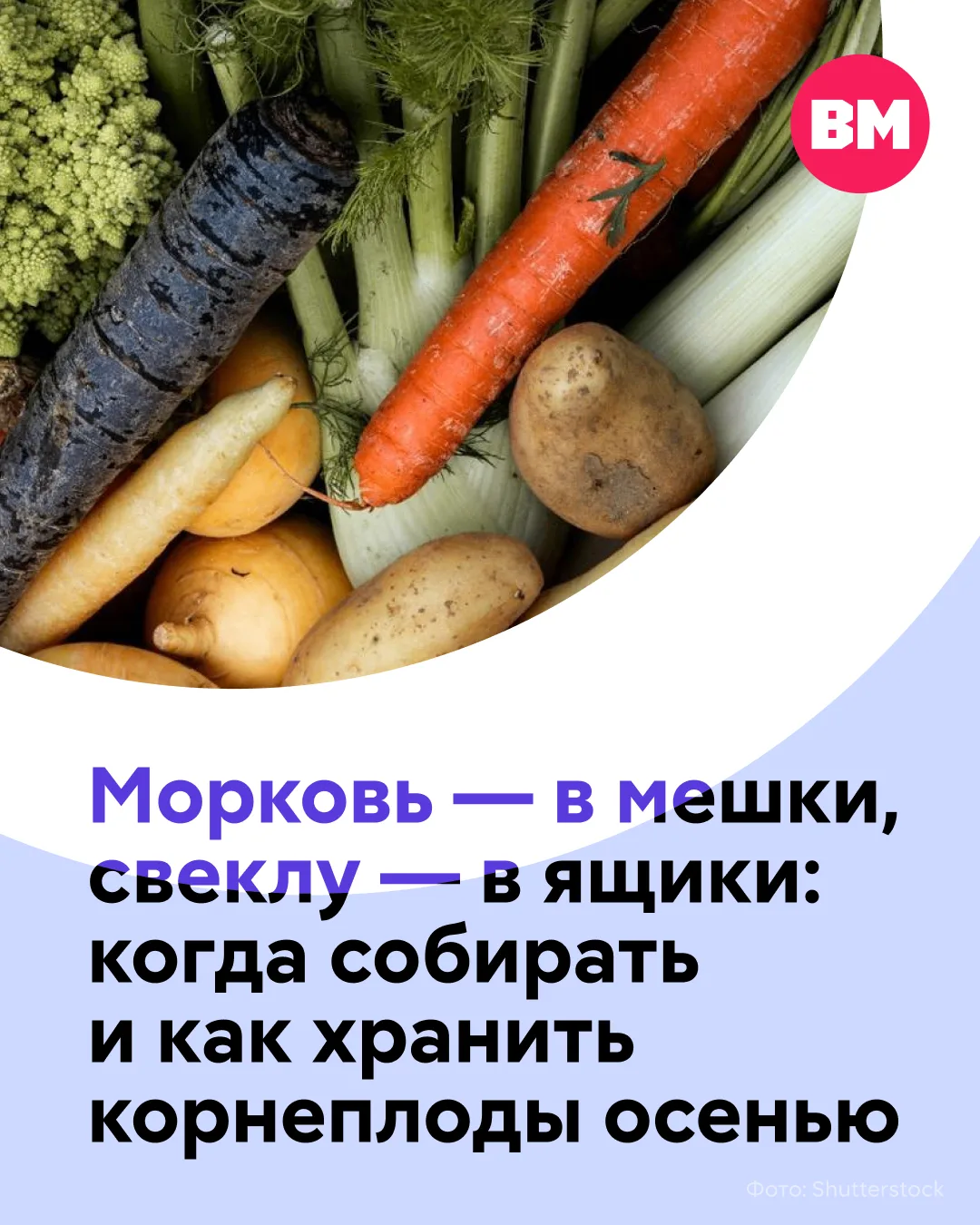 🍂 Сентябрь — не время расслабляться дачникам. Самое главное сейчас — вовремя собрать к...