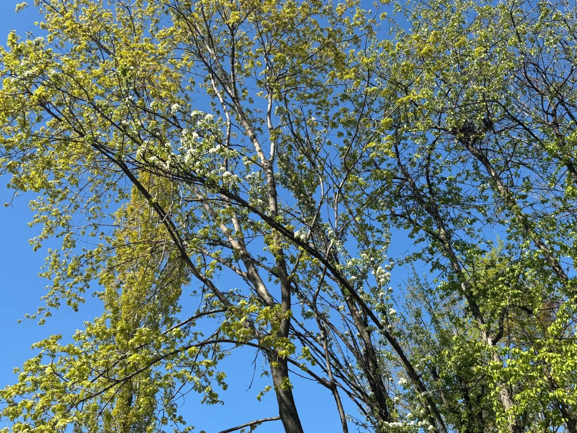 🌲 Высокую пожарную опасность лесов продлили в Самарской области до 9 октября