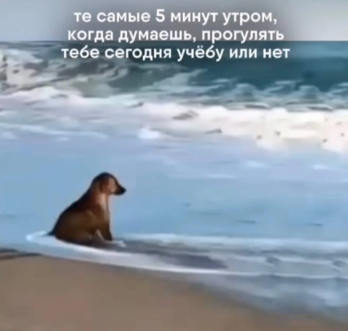 Девчачьи мемы 👑