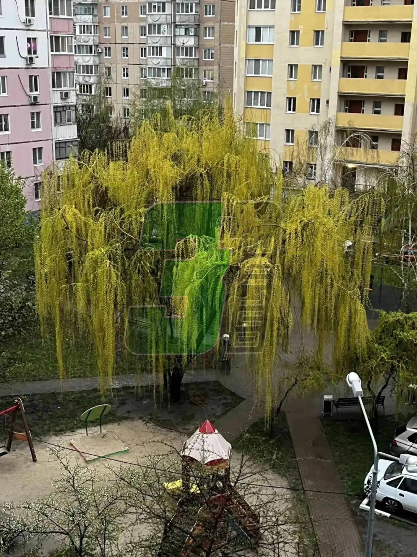 🔊Жители Белгорода пожаловались на спил ивы на улице Есенина