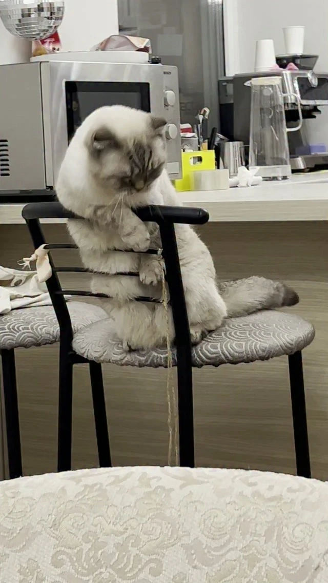 👉Котя