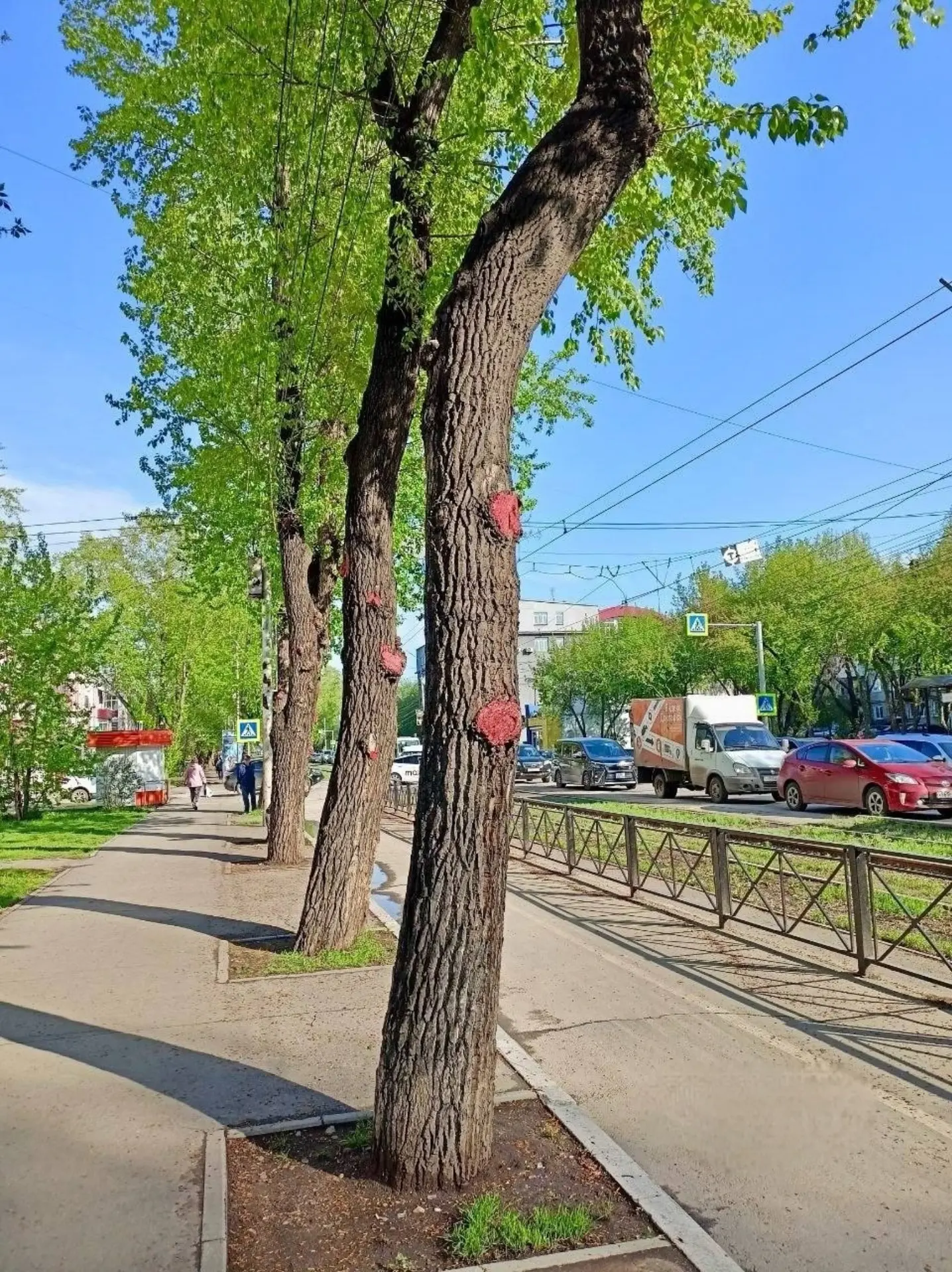🤔 В Иркутске спилы деревьев выкрасили в красный цвет.  Либо это новый дизайн-код туристического Ирку