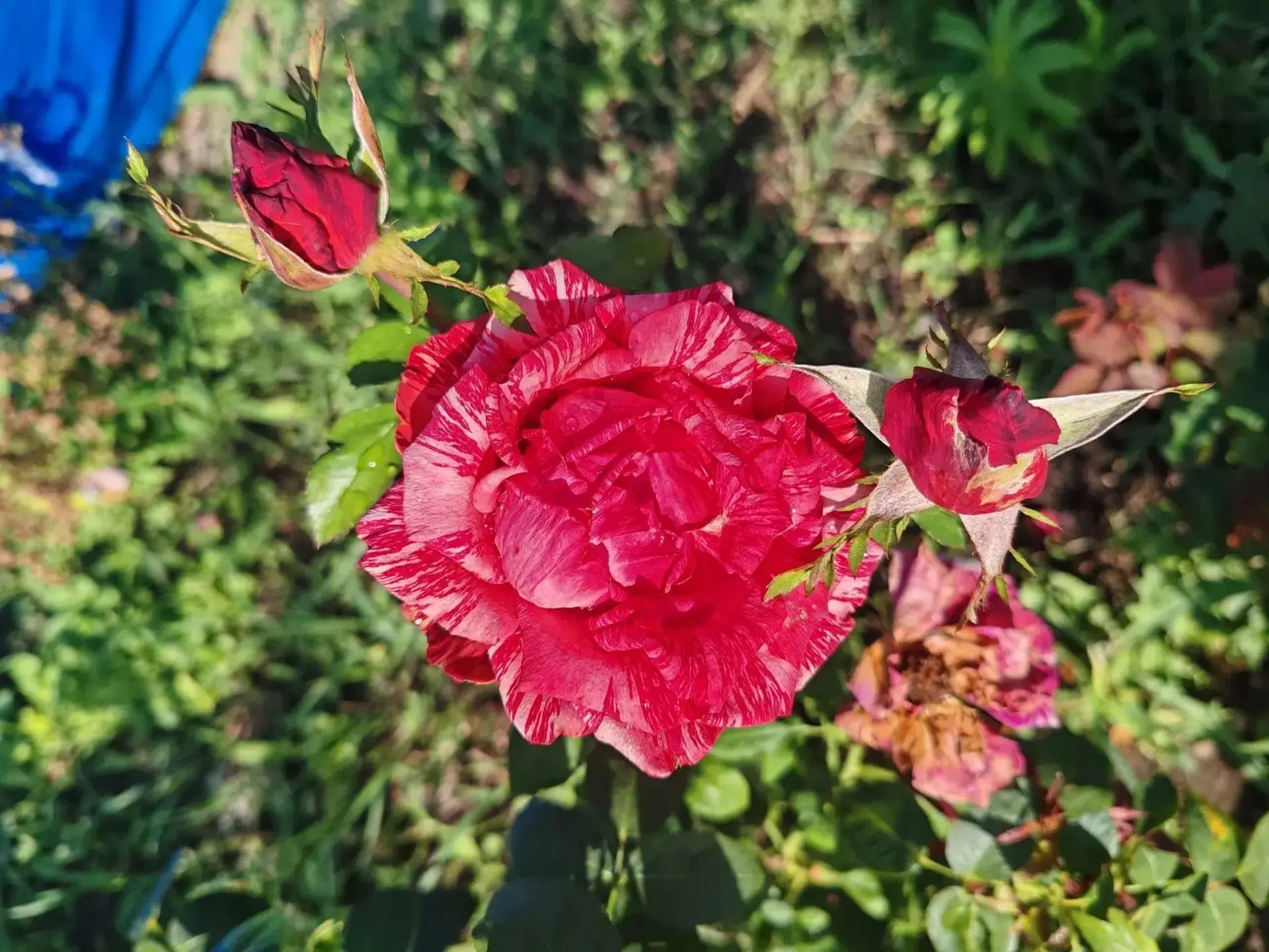 🌼 Дачные сезоны в Волгоградской области продолжаются, несмотря на смену погоды, заметн...