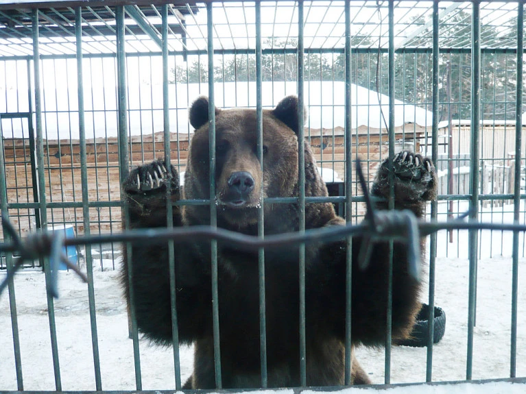 Косолапая угроза в Бурятии: дальше будет хуже
